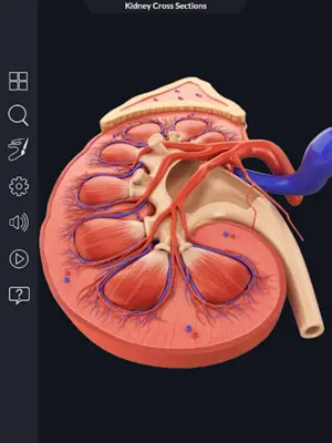 Urinary System android App screenshot 9