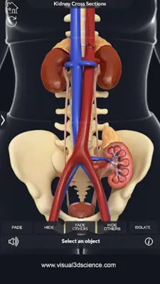 Urinary System android App screenshot 12