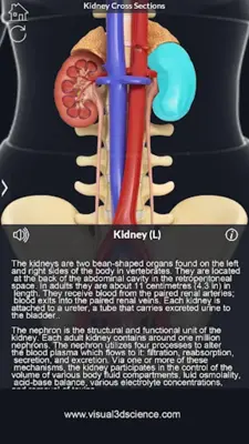 Urinary System android App screenshot 13