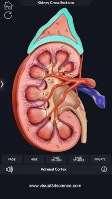 Urinary System android App screenshot 14