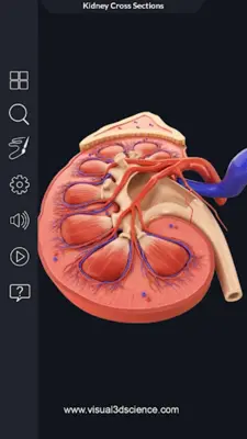 Urinary System android App screenshot 15