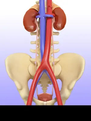 Urinary System android App screenshot 1