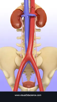 Urinary System android App screenshot 3