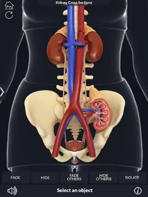 Urinary System android App screenshot 6