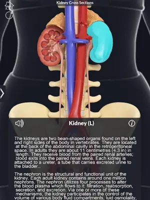 Urinary System android App screenshot 7