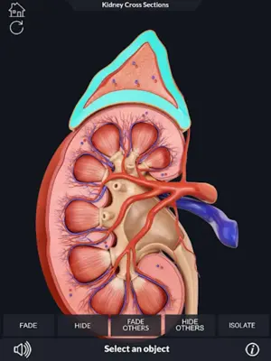 Urinary System android App screenshot 8